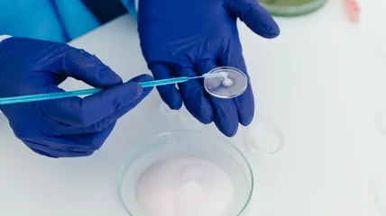 Gloved hands holding a pipette over a small petri dish on a white laboratory bench