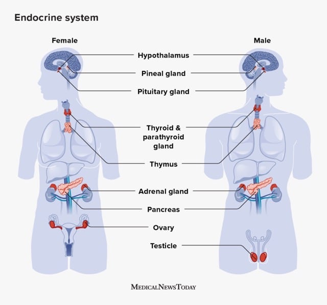 endocrinology